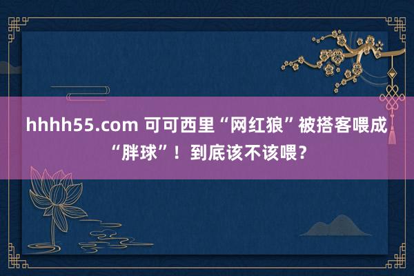 hhhh55.com 可可西里“网红狼”被搭客喂成“胖球”！到底该不该喂？